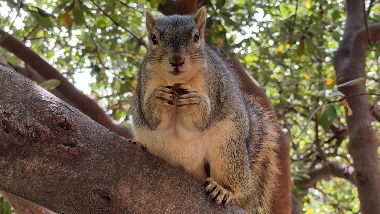 🌟 Meet Carlyle | The squirrel prince