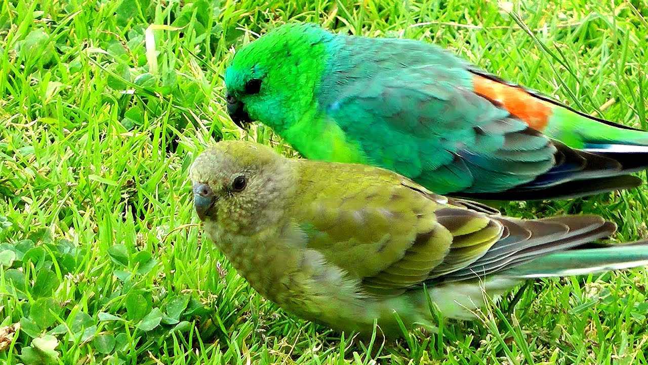 Australian Grass Parrot - Video 3 (grazing & bickering)