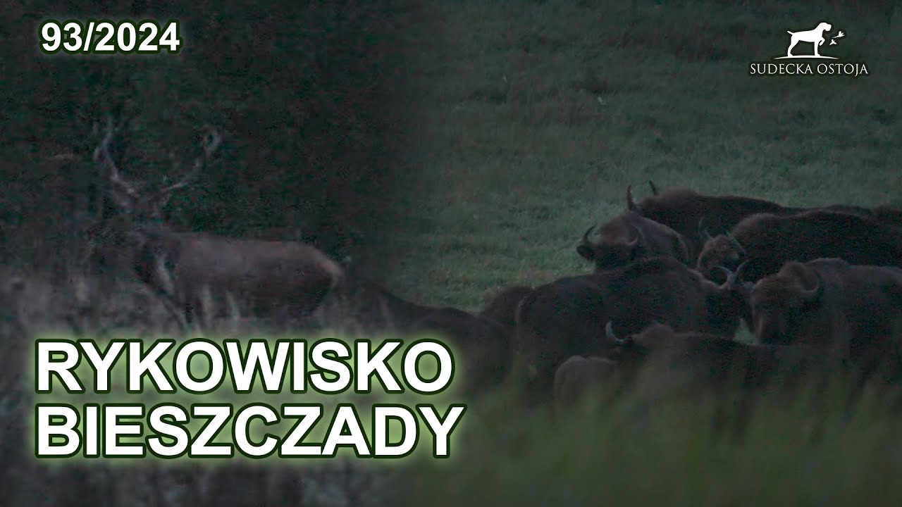 RYKOWISKO W  BIESZCZADACH 5 - SUDECKA OSTOJA 93/2024 RED STAG CALLING HUNTING DEER