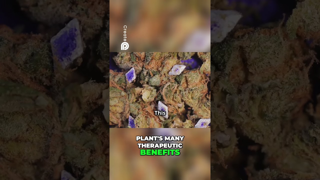 Cannabis Aroma: Unlock Therapeutic Benefits