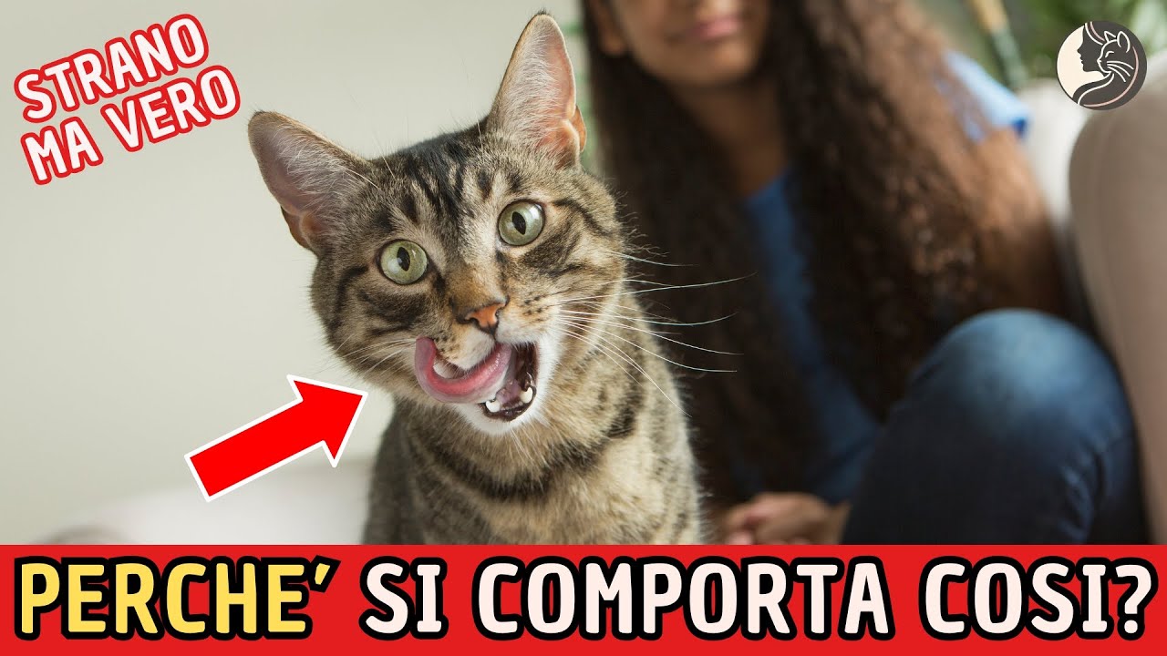 Perch&eacute; il Tuo Gatto si Comporta in Modo Cos&igrave; Strano Con Te!