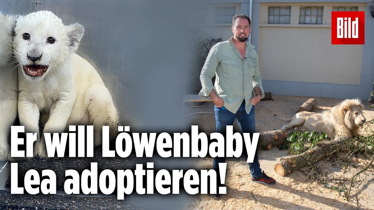 Löwenbaby Lea: So geht es jetzt mit der Kleinen weiter!