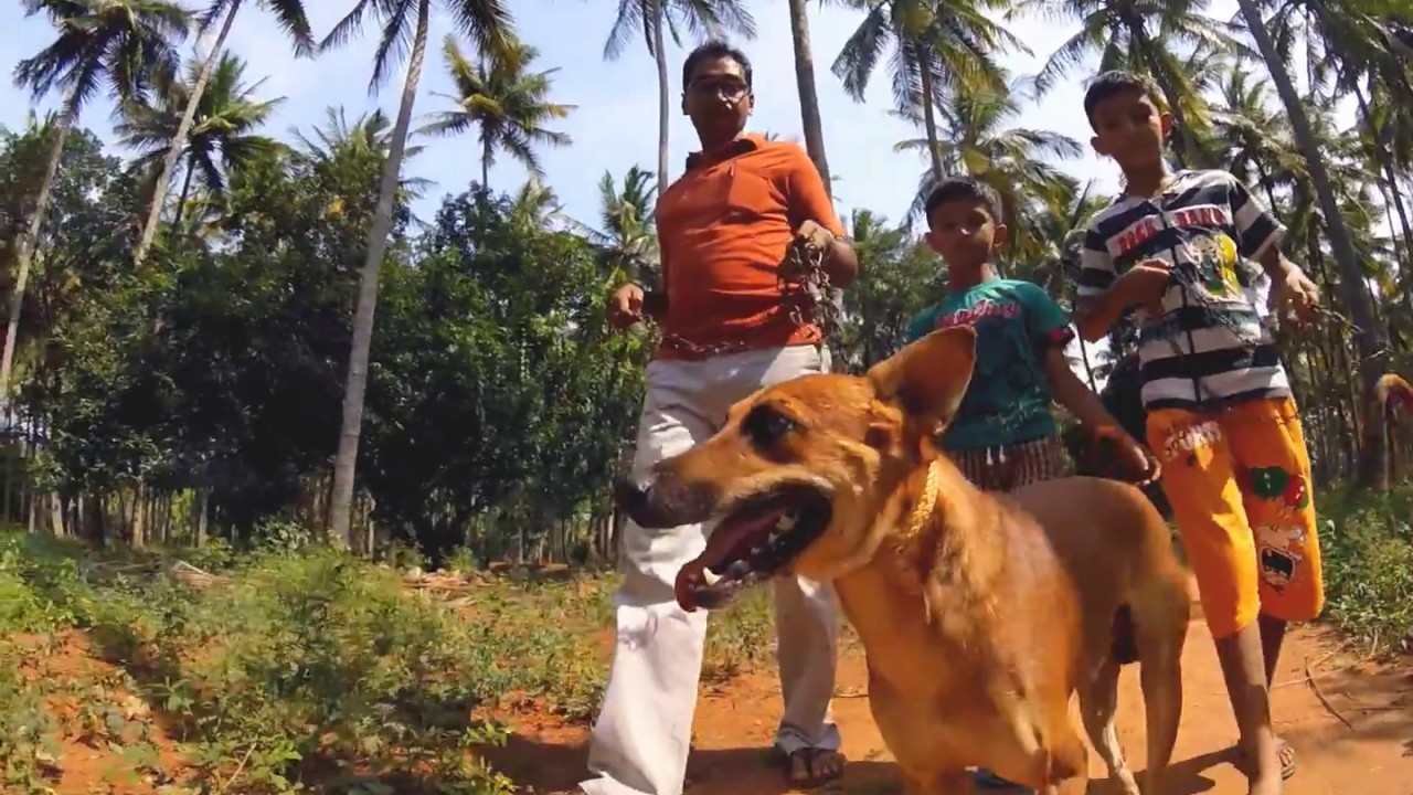 Video #4 (a): Breed Focus: The Kombai by Mr. Uma Shankar Pandiyan [Subtitles in English]
