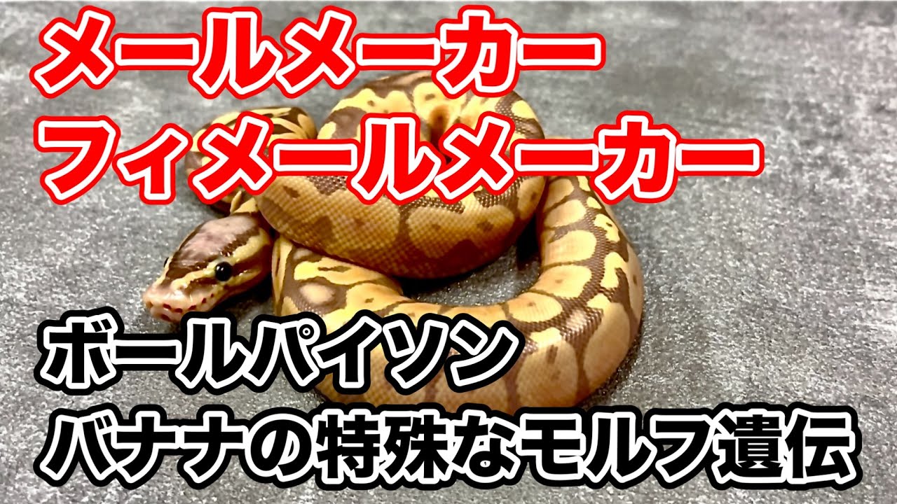 【バナナの遺伝】ボールパイソン～メールメーカーとフィメールメーカー～