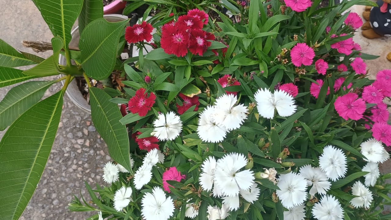 Mostrando plantas que resistiram ao sol pleno e outras que  queimaram muito 