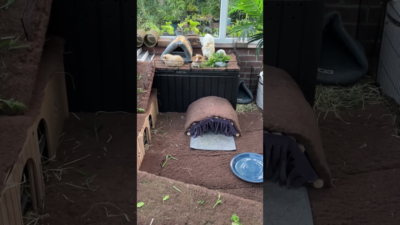 Best guinea pigs home ever, guinea pig herd popcorning going up ramp to upstairs in their house
