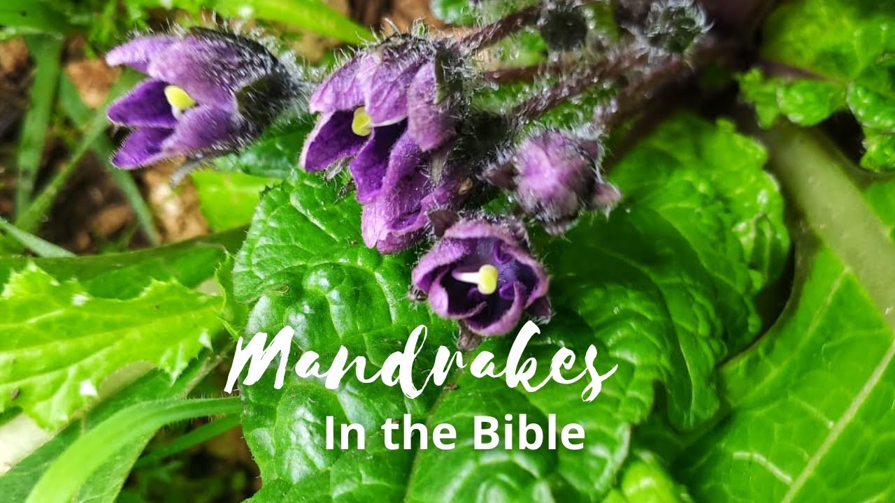 Mandrakes in the Bible, a Jewish Take