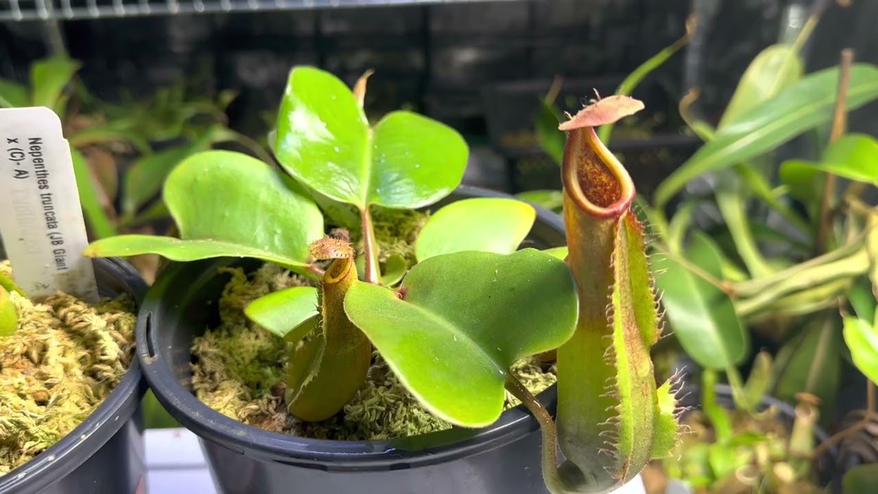 Which Truncata Giant is better?