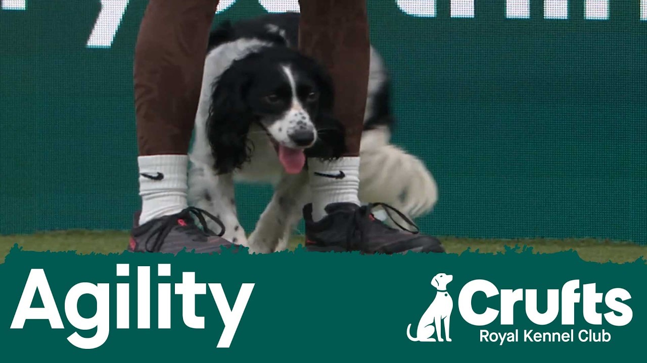 Agility Champs Small/Medium (Agility) Part 2 | Crufts 2026