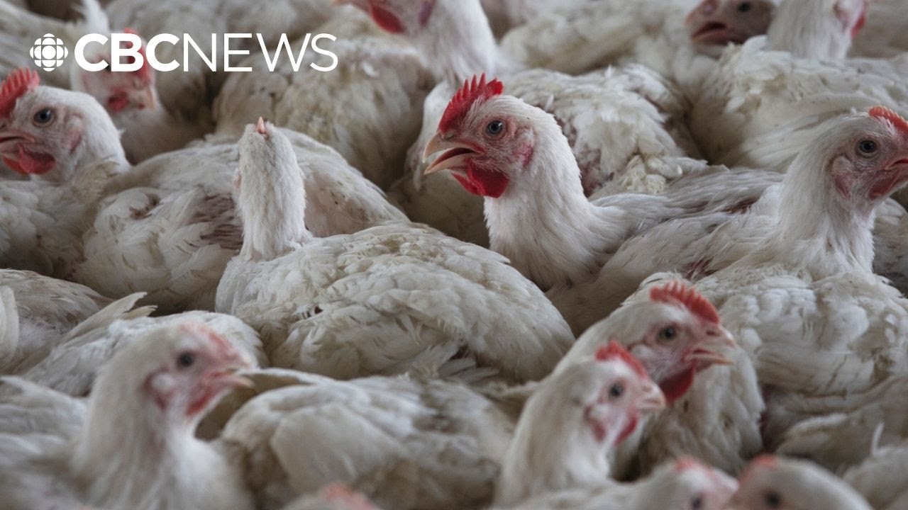 What P.E.I. health officials and veterinarians are saying about avian flu