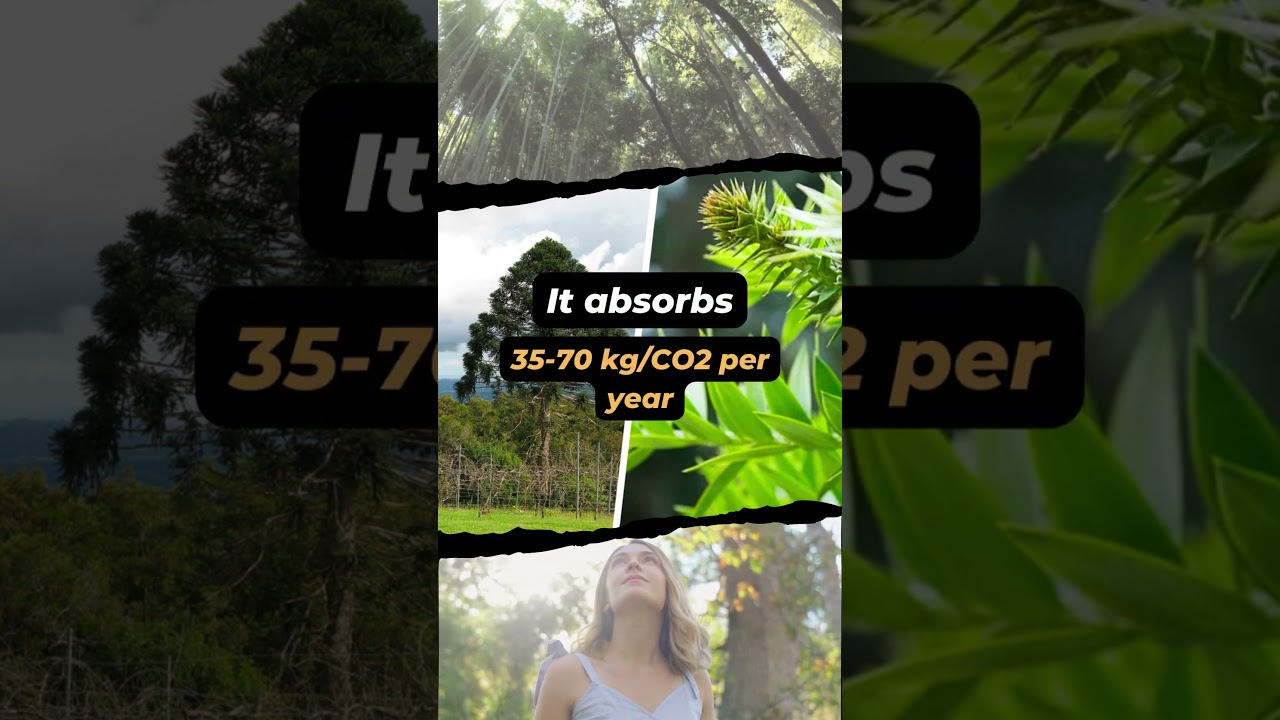 🌳 Hidden Secrets of BUNYA PINE 👍 #shorts