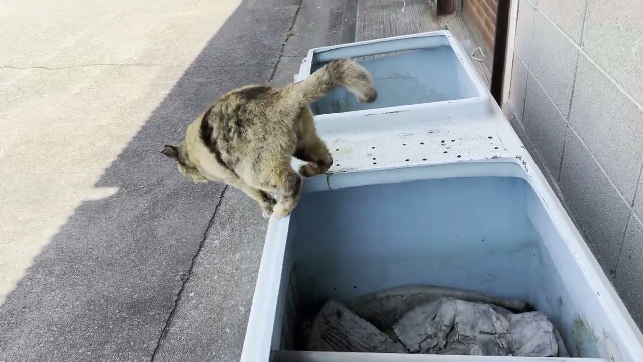 男木島の漁港の近くにいたサビ猫さん2