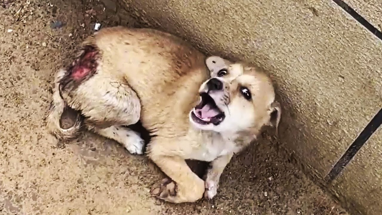 Раненый щенок кричал от боли на всю улицу! Люди проходили мимо!