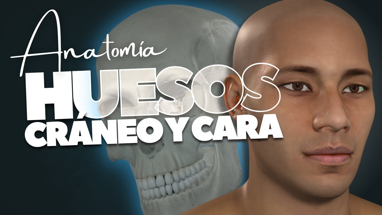 🔥 HUESOS DEL CR&Aacute;NEO y LA CARA | Anatom&iacute;a F&Aacute;CIL en 3D [2025]