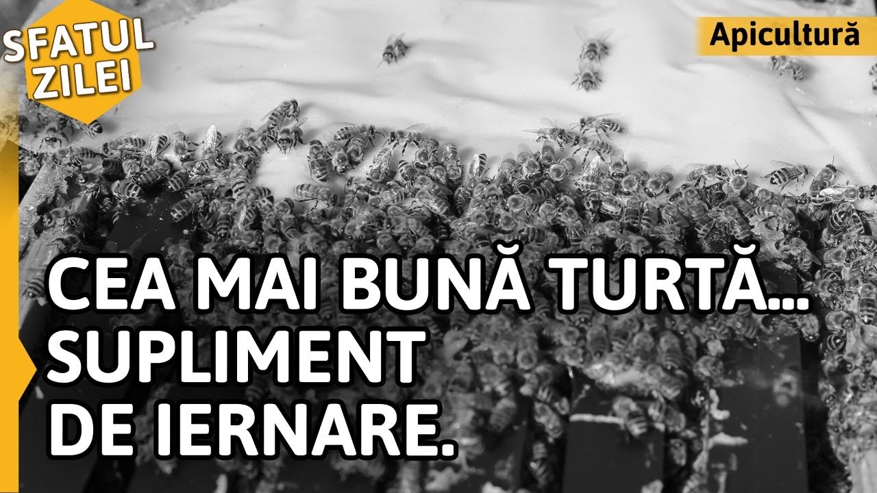 Cea mai buna turta... Supliment de iernare