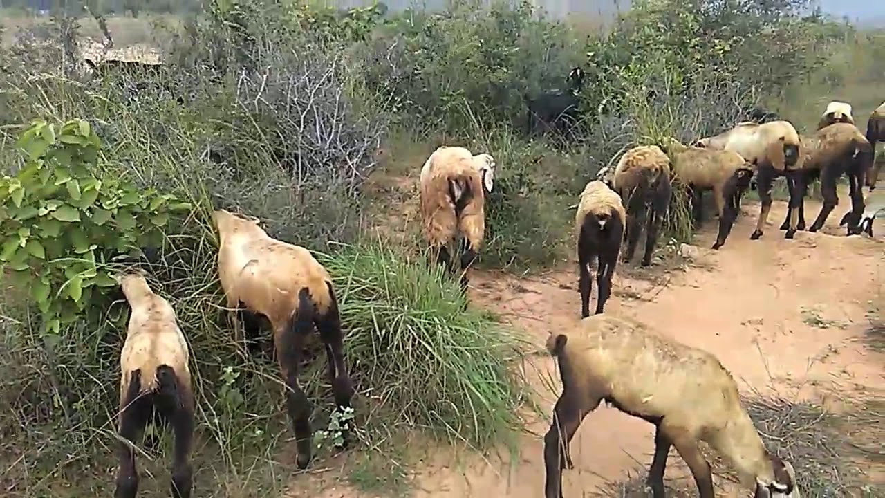 the Forest|leaves eating(Gorrelu,makalu sheep)...