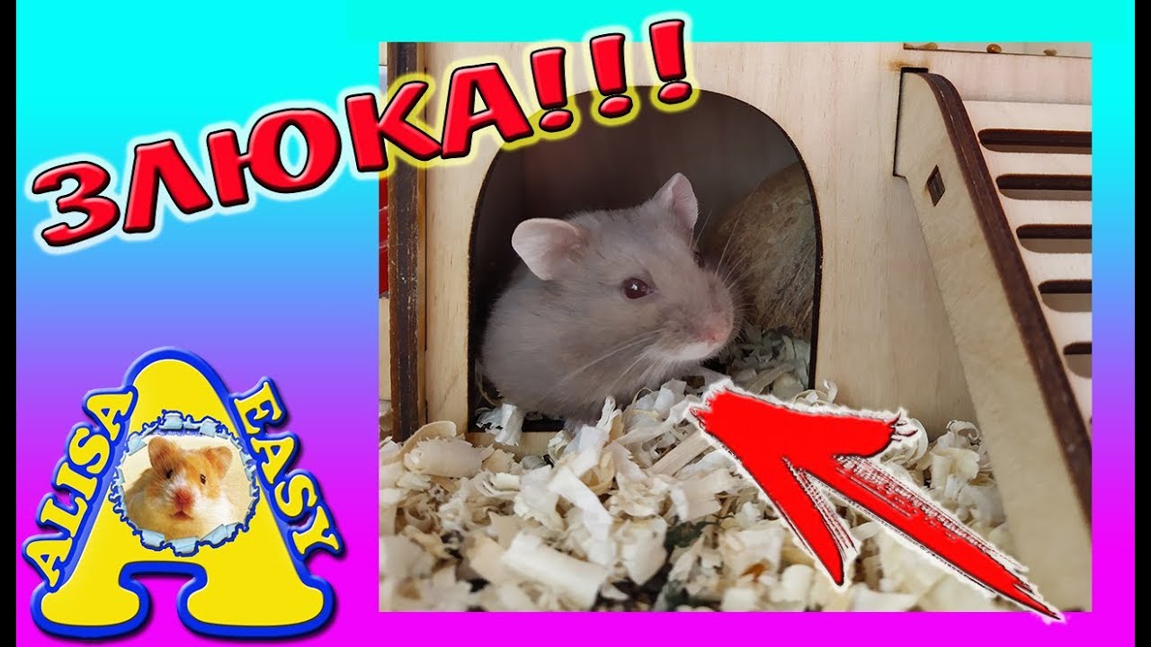 Первый День Хомяка Дома / НОВЫЙ ПИТОМЕЦ / КАК НАЗВАТЬ Хомяка / Alisa Easy Pets