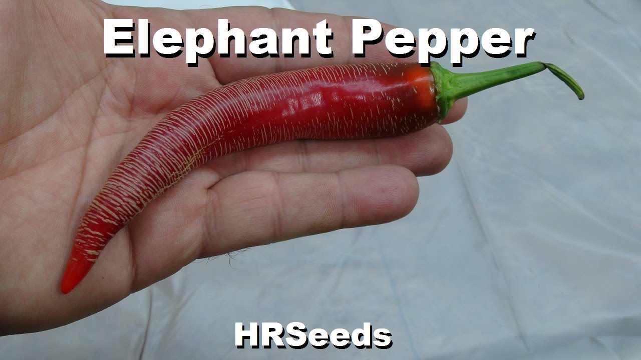 ⟹ Elephant Pepper | Capsicum annuum | Pod Review