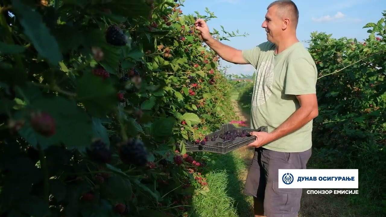 Složno, uspešno! ep. 177 08.08.2023. Plantažu kupina poljoprivrednog gazdinstva Savića u Kuršumliji