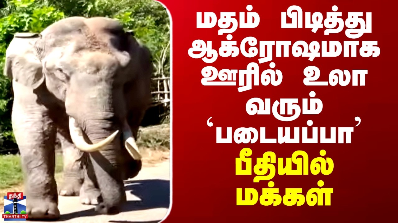 Munnar | Elephant | மதம் பிடித்து ஆக்ரோஷமாக  ஊரில் உலா வரும் `படையப்பா’ - பீதியில் மக்கள்