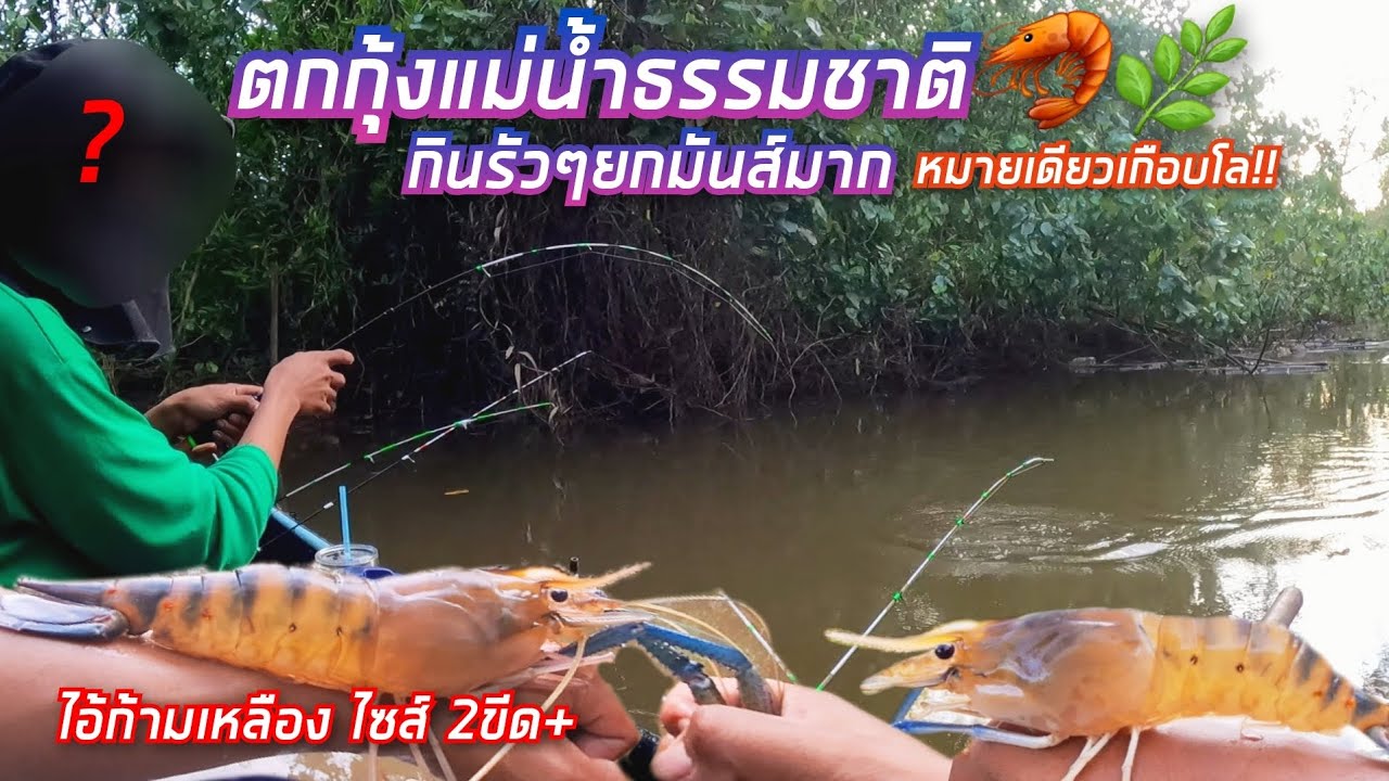 ตกกุ้งแม่น้ำธรรมชาติ🦐🌿 ไอ้ก้ามเหลืองไซส์ยักษ์😱 หมายเดียวเกือบโล!! ยกมันส์มาก