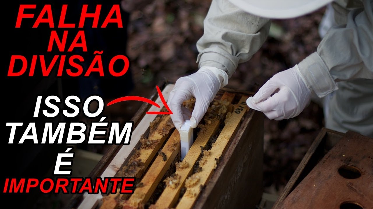 PASSO A PASSO DIVISÃO DE COLMEIA EM X COM TODAS AS DATAS CERTAS (06)