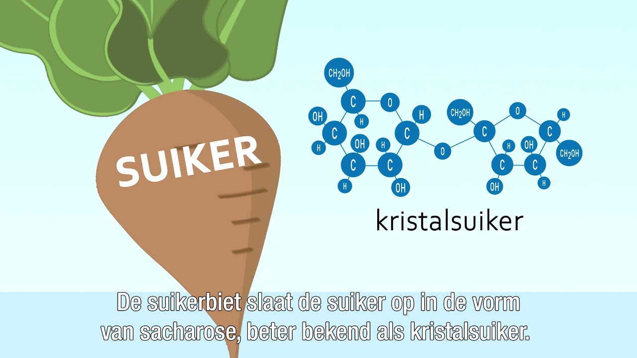 Hoe komt suiker in de suikerbiet?