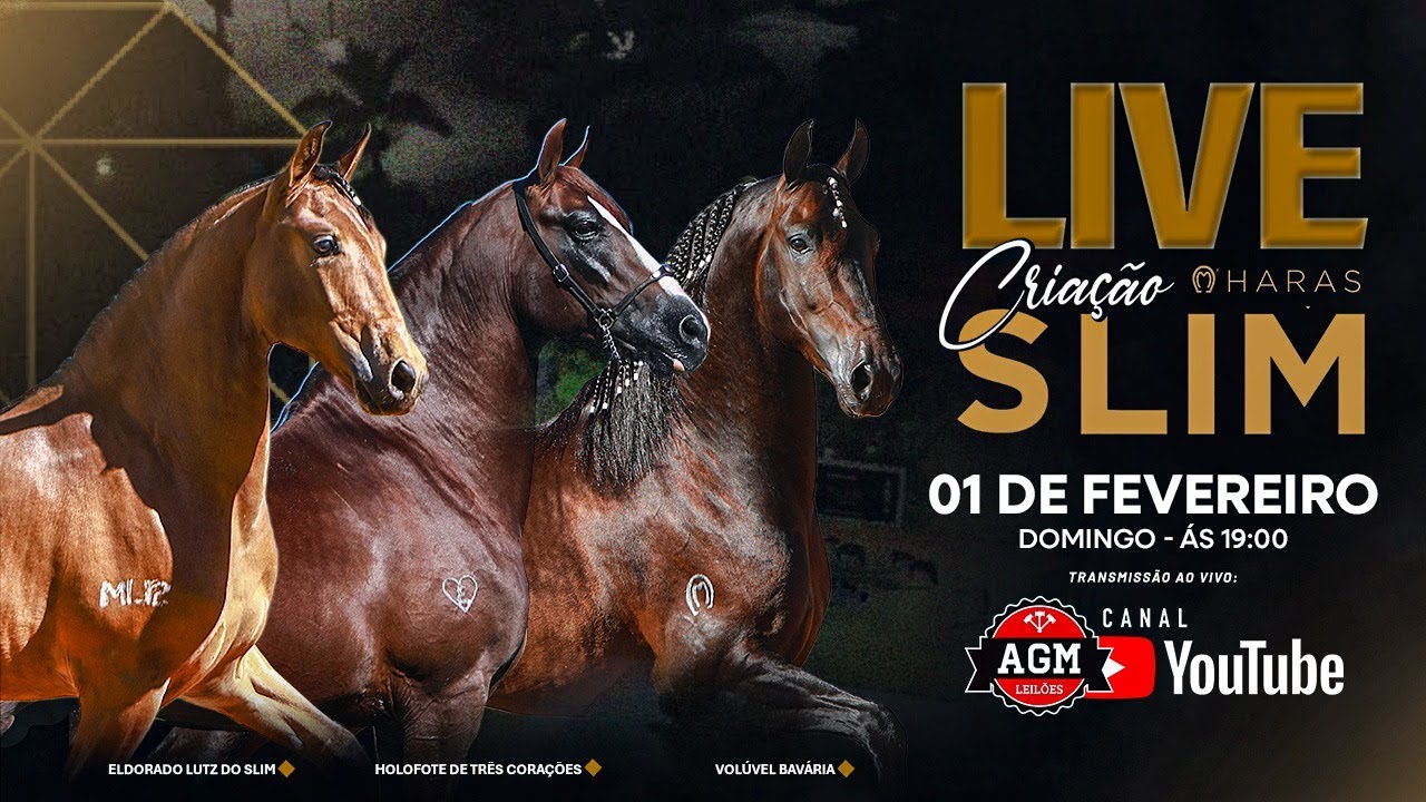 LIVE DE CRIAÇÃO - HARAS SLIM
