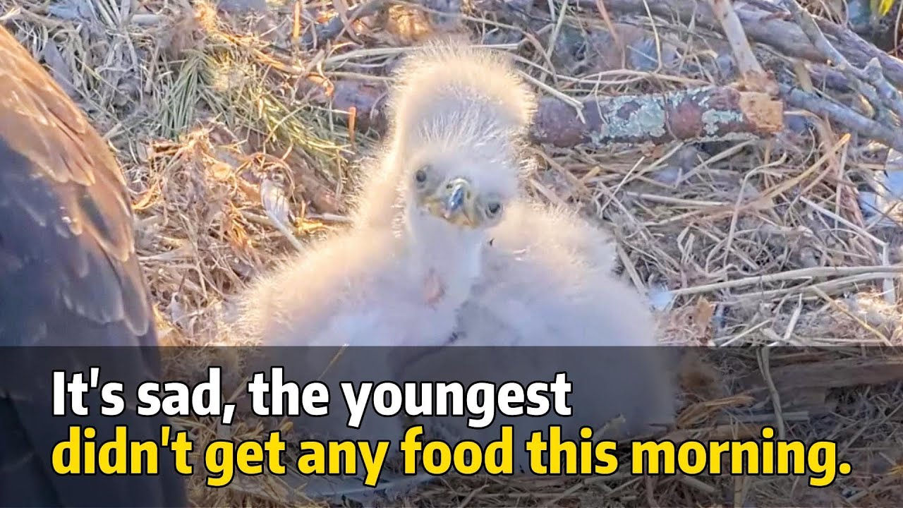 It's sad,😢 the youngest didn't get any food this morning | BLUFF CITY BALD EAGLE NEST 2025