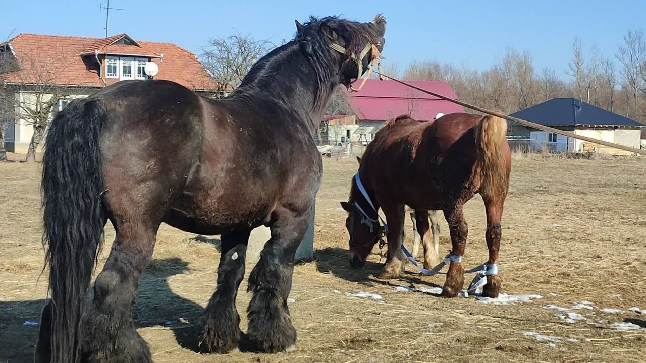 МАЛЕНЬКЕ ЧУДО ❤️ВАЛЕНТИНКА ЮРІЇВНА/ОБАМА ЖЕРЕБЕЦЬ ЯКИЙ ДАЄ ДОСТОЙНЕ ПОТОМСТВО 💪