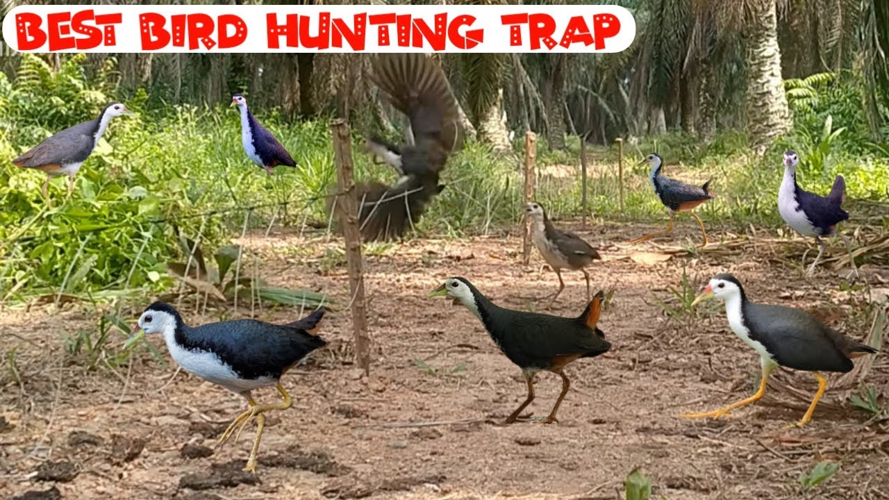 The best trap for hunting birds | An amazing bird trap | Bird hunting trick | Bird trap |