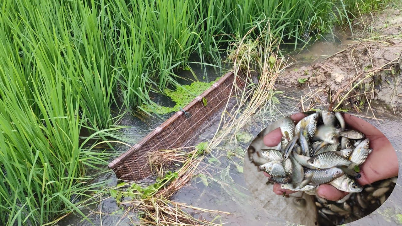 आज इतने बारिश में धीर खेलने खेत आ गया मछली पकड़ने!!Fishing🎣Trap