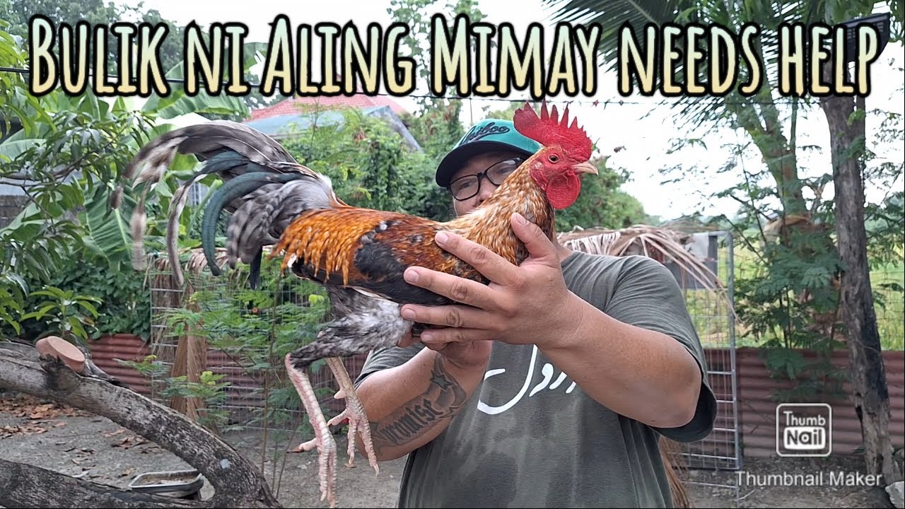 Nasugatan sa talampakan ang Bulik ni Aling Mimay