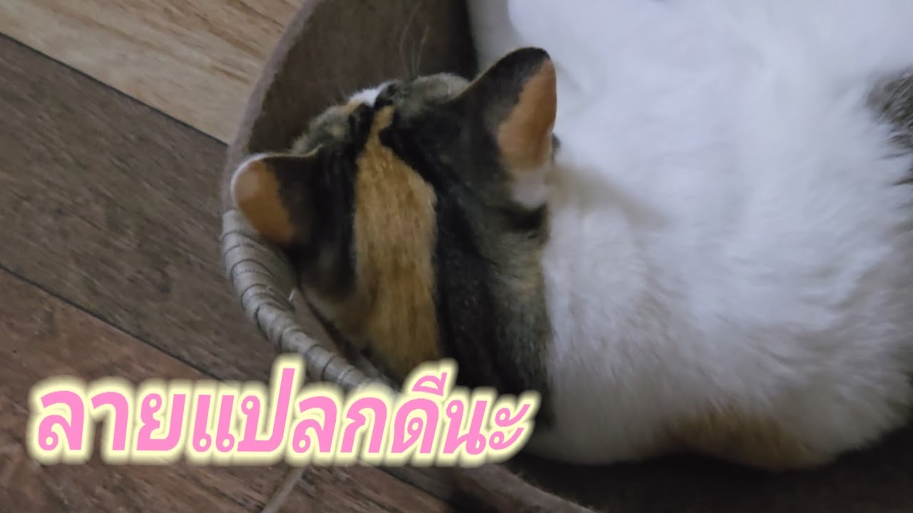 ใคร?ลายแปลกดีนะ15.มี.ค.69@cats_home 