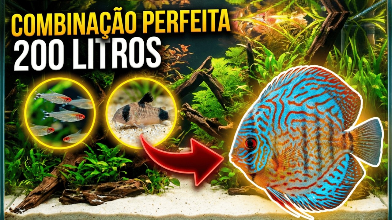 Peixes PERFEITOS para Aqu&aacute;rio de 200 LITROS (Tier List Completa!)