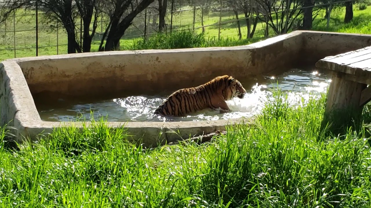 Rescued Tiger Bigelow Plays in His Pool
