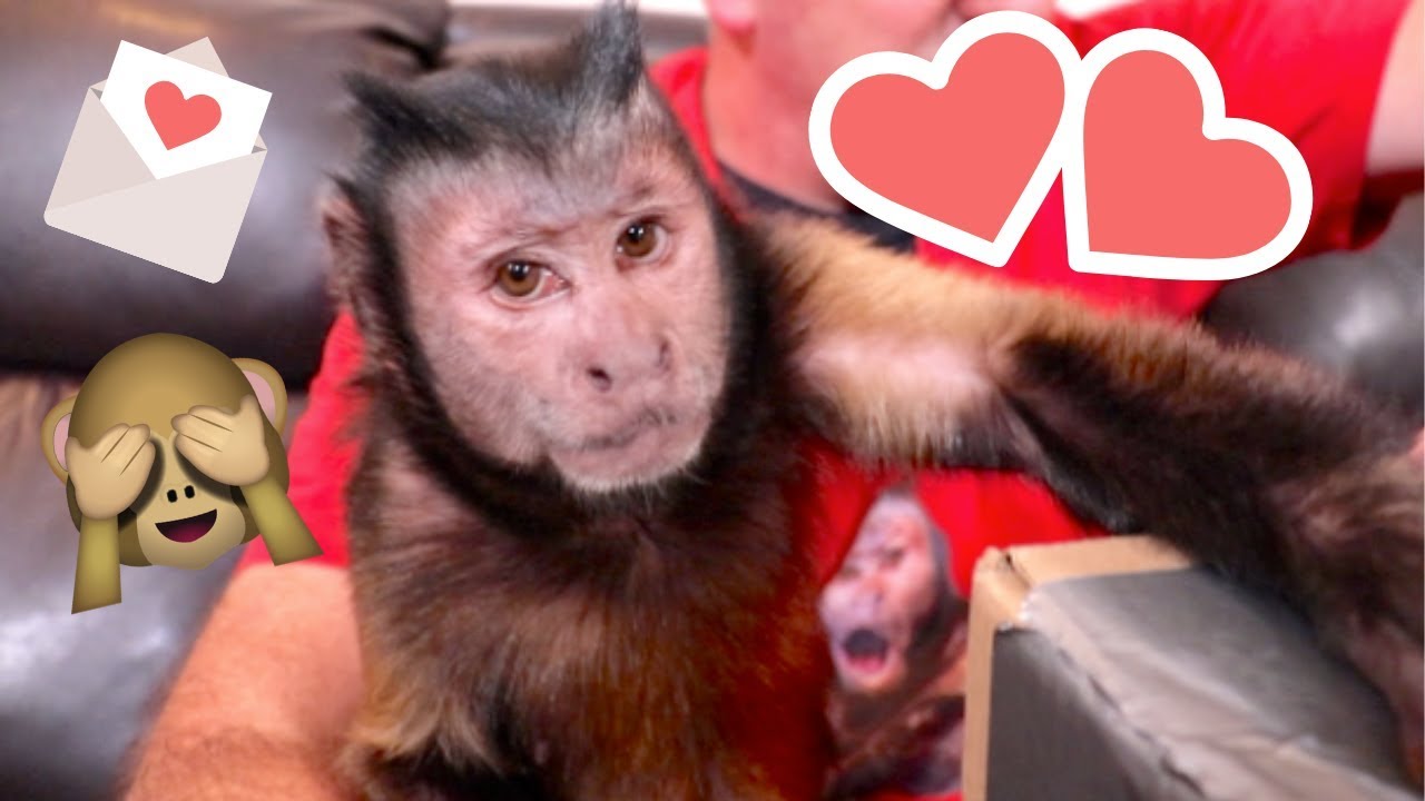 Capuchin Monkey Fan Mail Unboxing!