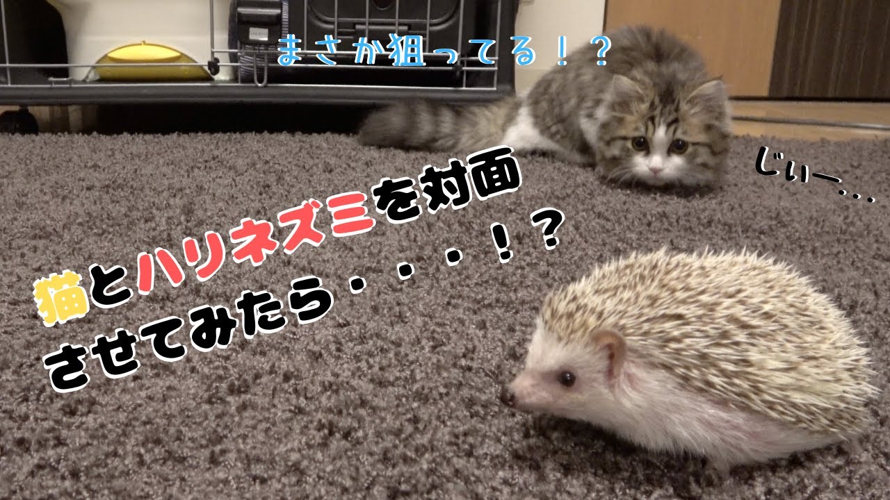 【子猫×ハリネズミ】初対面！子猫とハリネズミ喧嘩しないの？狩る狩られる？