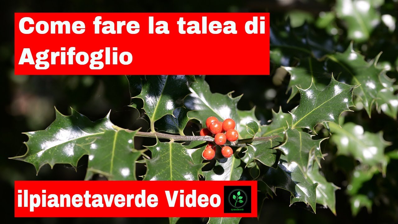 Come riprodurre per talea L'agrifoglio ( Ilex Aquifolium )