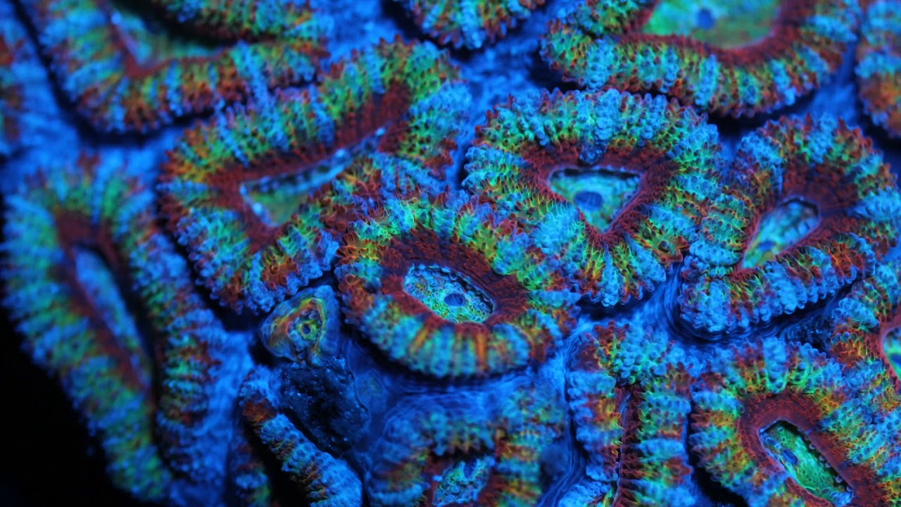 Insane rainbow acan timelapse!