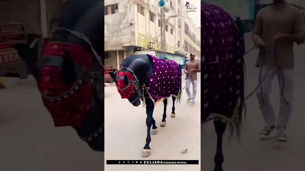 Zuljana Mushki Badshah|The Loyal Horse of Imam Hussain 🐎💔 | زُليْجَنا — فرس الإمام الحسين الوفي