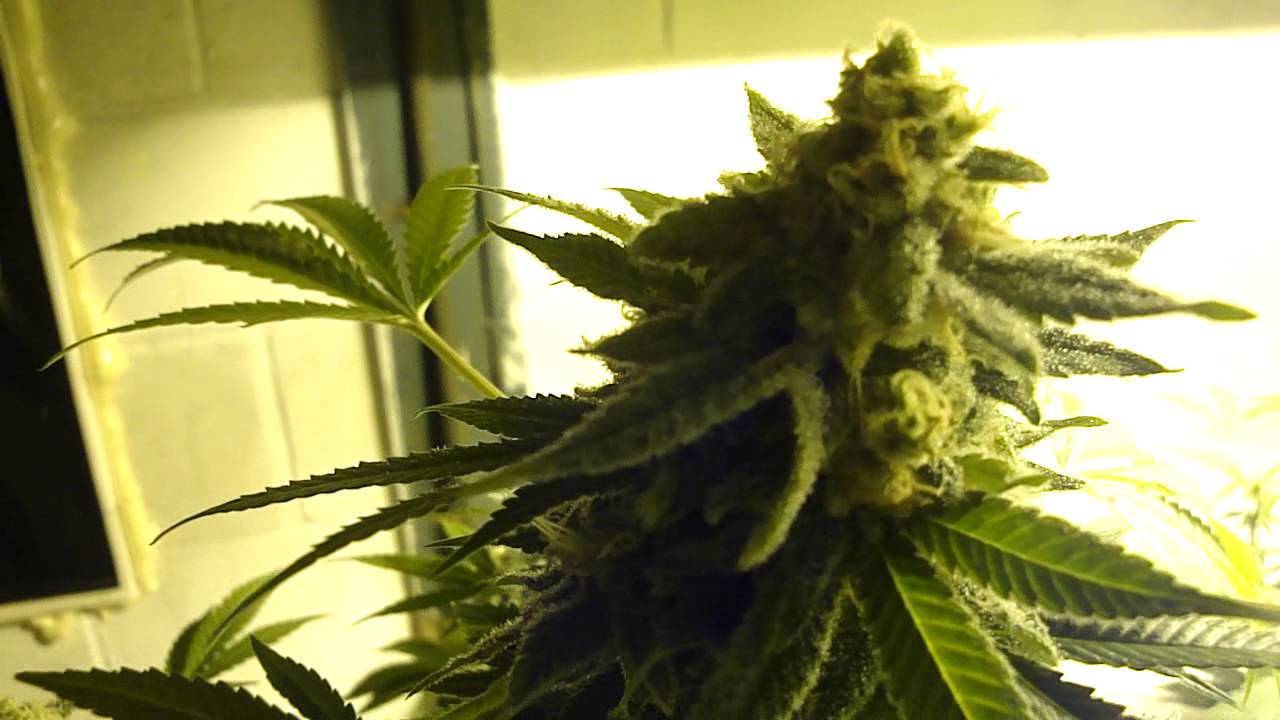 g13 labs pineapple express grown at the treehouse.