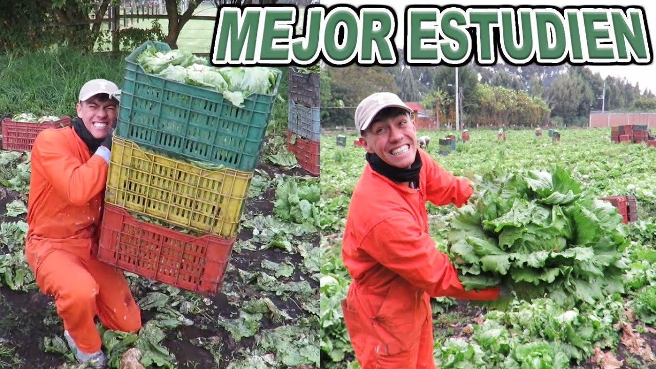UN DIA TRABAJANDO EN EL CAMPO, No es para muchos es para machos