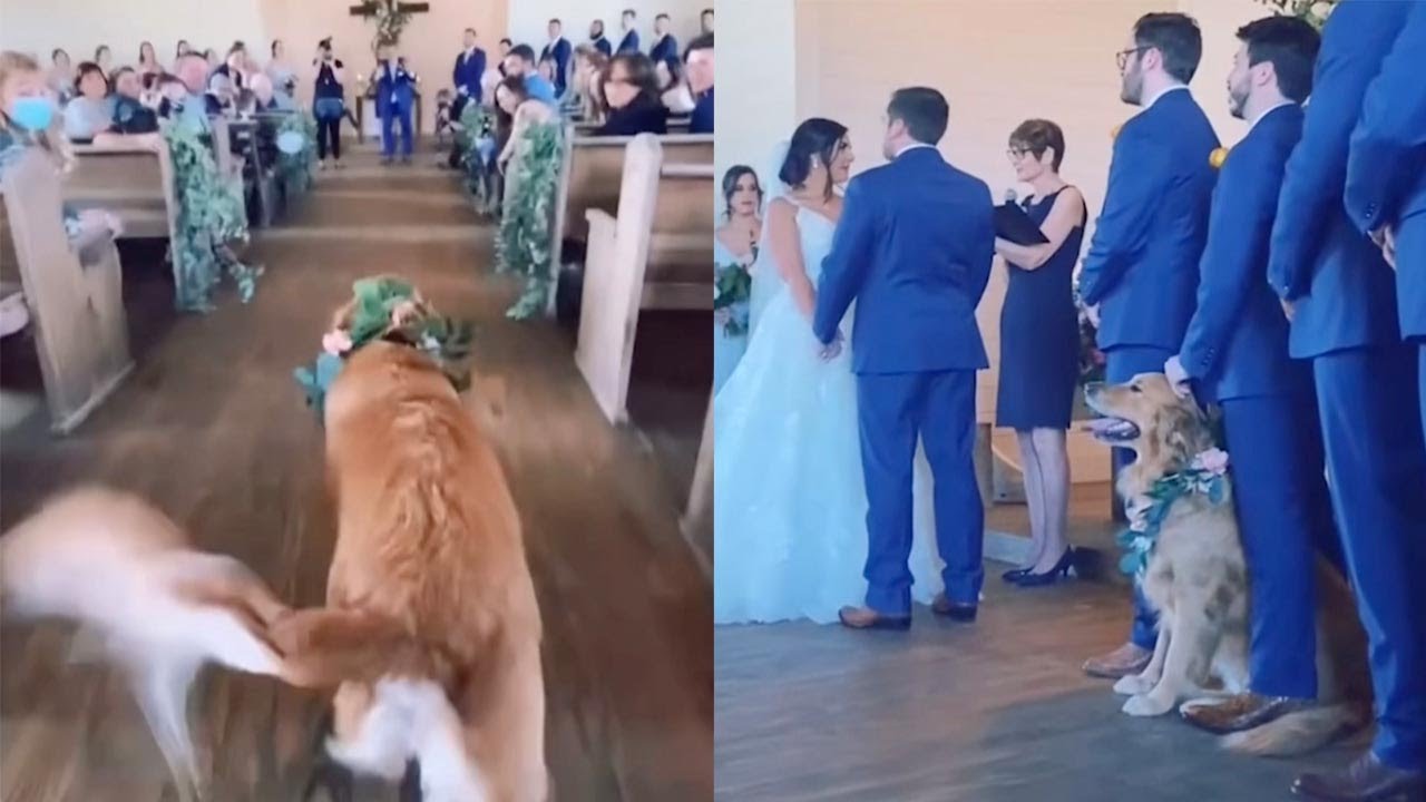 Dog Gets Distracted While Walking Down The Aisle At Parent's Wedding