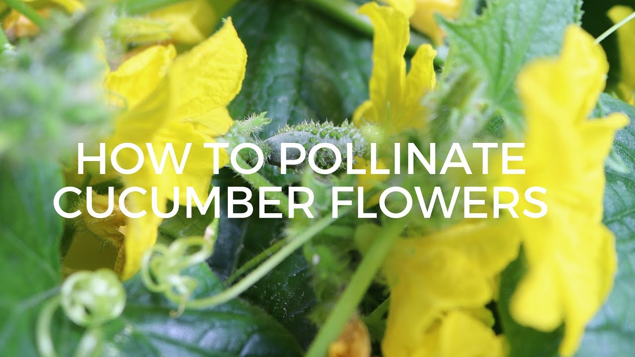 How To Hand Pollinate Cucumber Flowers- How to Identify Female Flowers and Male Flowers