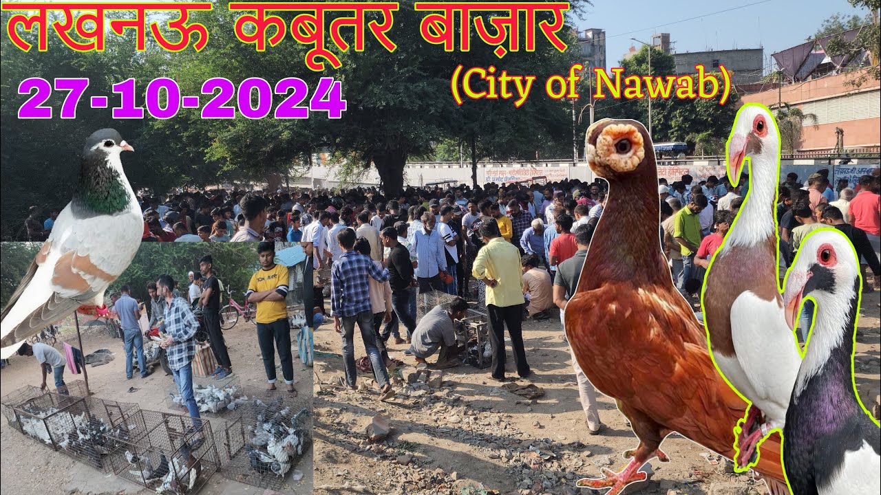 Nakkhas Lucknow kabootar market 27-10-2024. Lucknow birds market. लखनऊ कबूतर बाज़ार