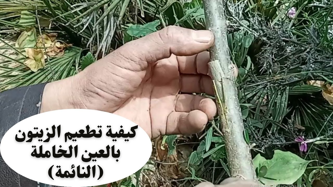 كيفية تطعيم الزيتون بالعين الخاملة (النائمة) /How to graft olives by eye