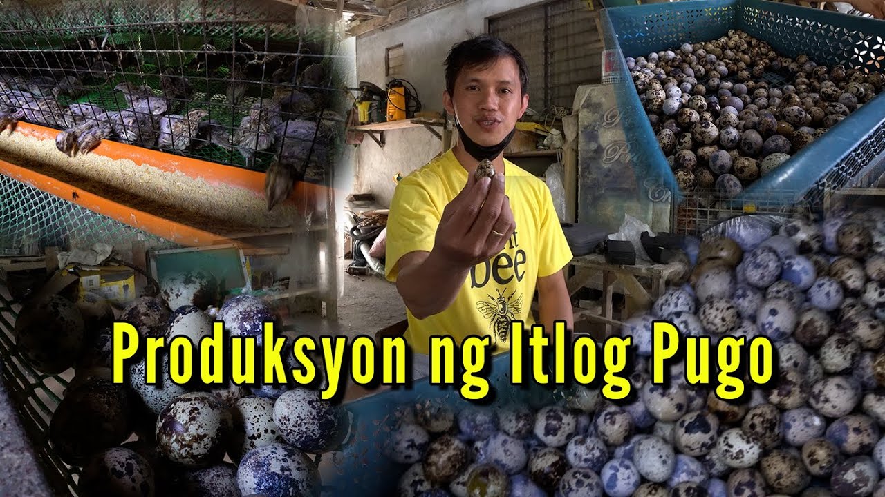 Negosyong maganda pagkakitaan 