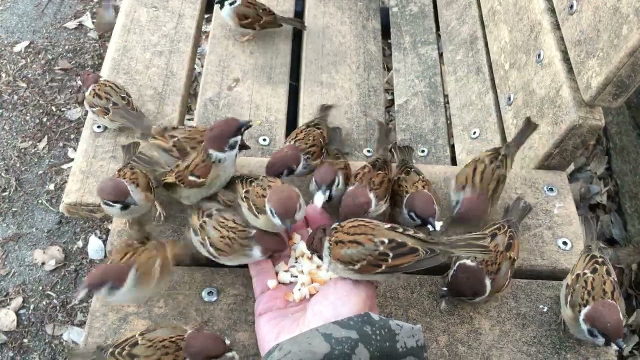 MY EYE IS ON THE SPARROWS IMG 1758
