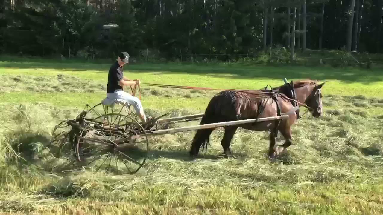 V&auml;ndning av h&ouml; med ardennerstoet Tiffany.